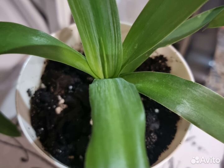 Юкка гигантская, с горшочком