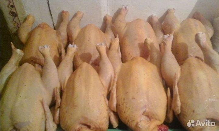 Мясо домашнего бройлера