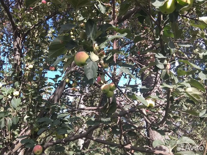 Яблоки домашние