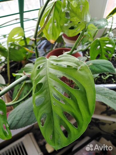 Бегония декоративно лиственная