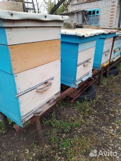 Продам пчелопакеты