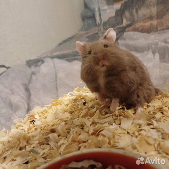 Джунгарский хомяк в добрые руки