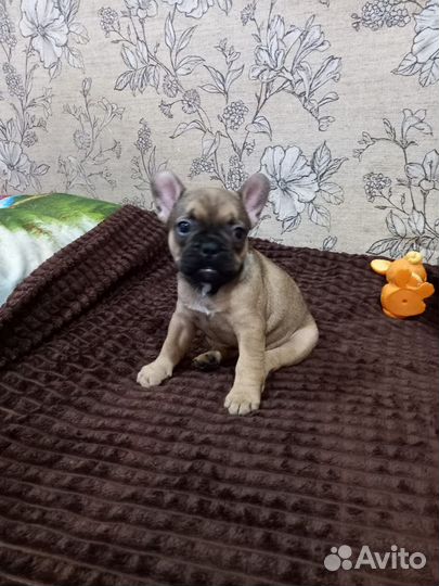 Французский бульдог щенки