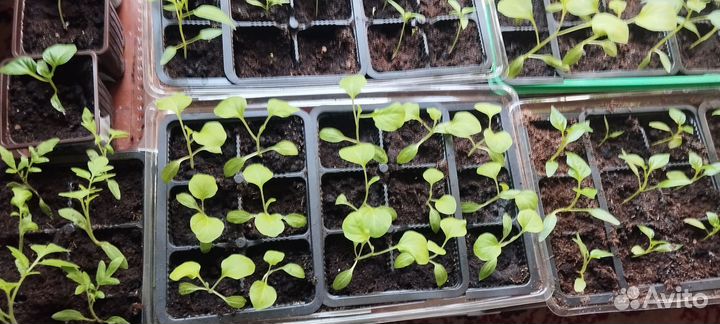 Рассада помидор. Болгарского перца и баклажан