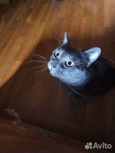 Душевный кот