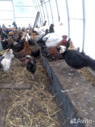 Голландские белохохлые