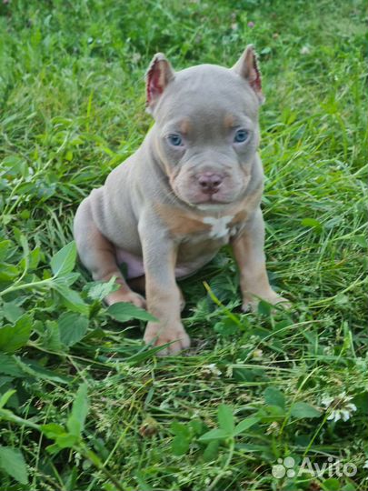 Продажа щеноков американских булли