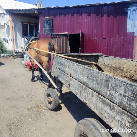 Продажа лошадей