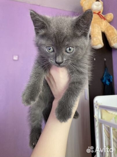 Красивый котик