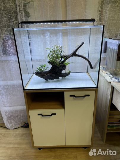 Аквариум с тумбой 100 л скалярии коряга