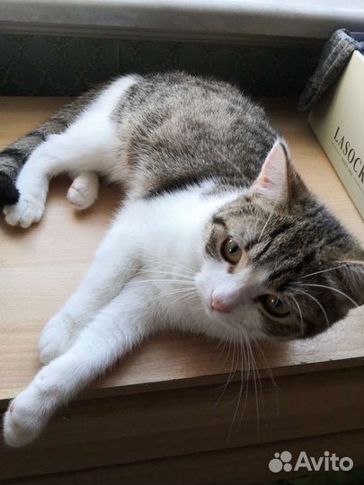 Кошка в дар