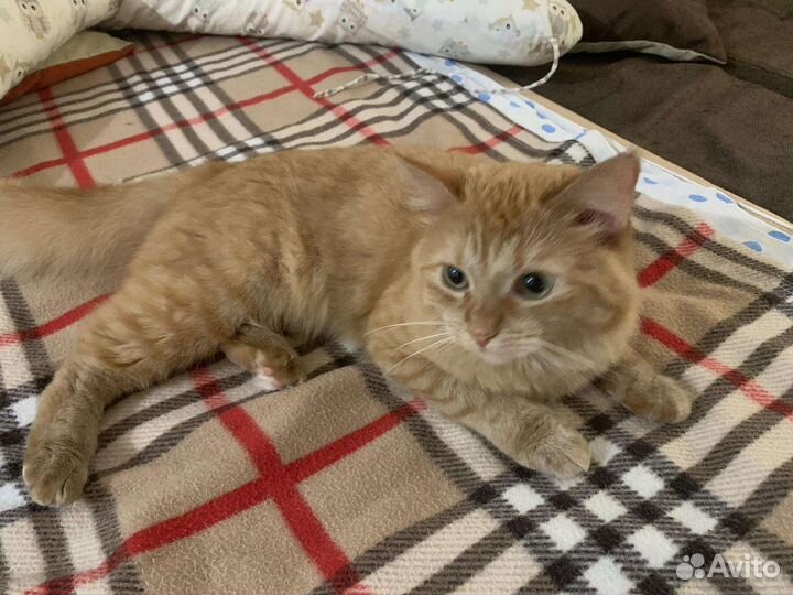 Кошка
