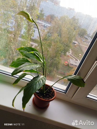 Цветущий спатифиллум. женское счастье