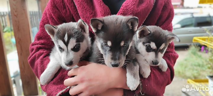 Сибирский хаски