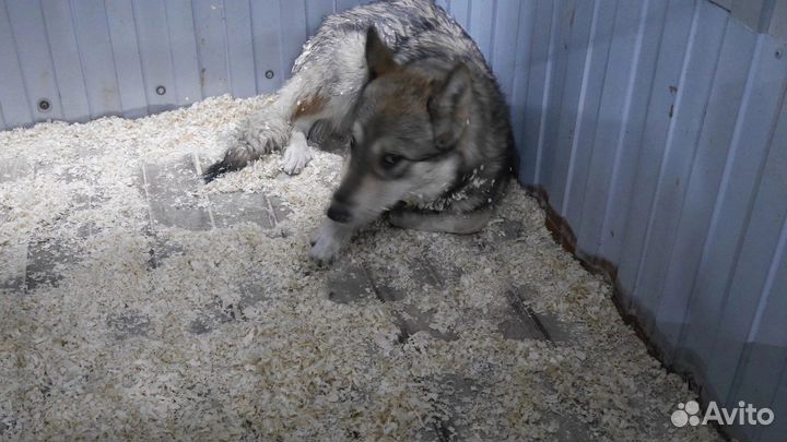 Напуганный домашний в отлове