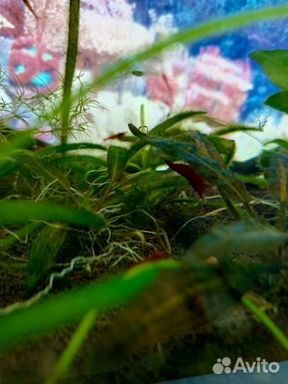 Аквариумные креветки