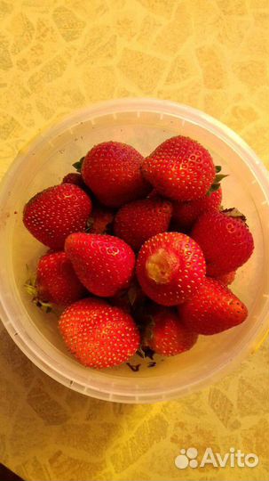 Саженцы клубники Вима Рина