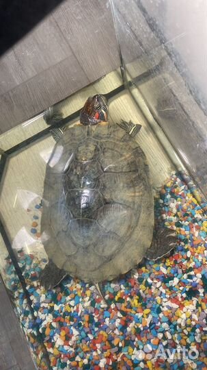 Отдам в хорошие руки морскую черепаху