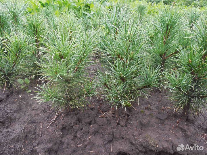 Саженцы кедра 3 года