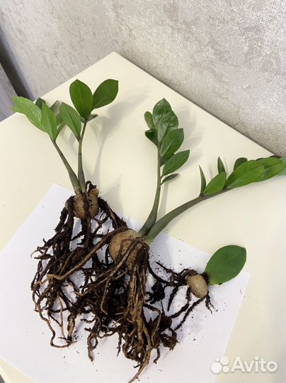 Замиокулькас