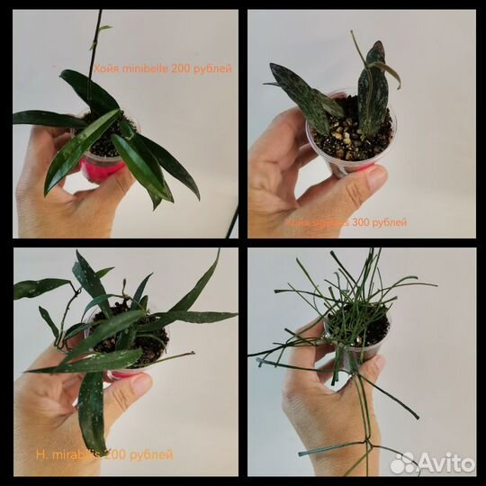 Хойя, разные виды