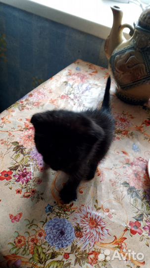 Собаки котята кошки