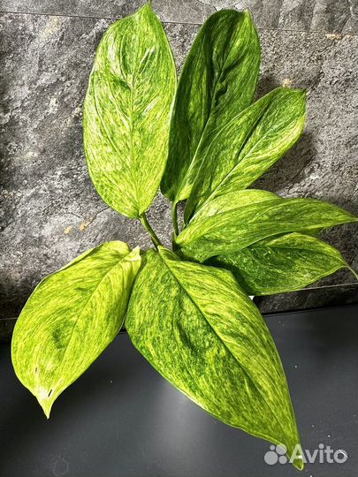 Сциндапсус perakensis mint variegated