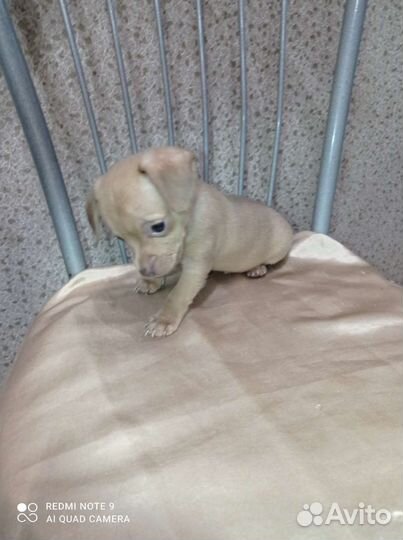 Той-терьер мальчик