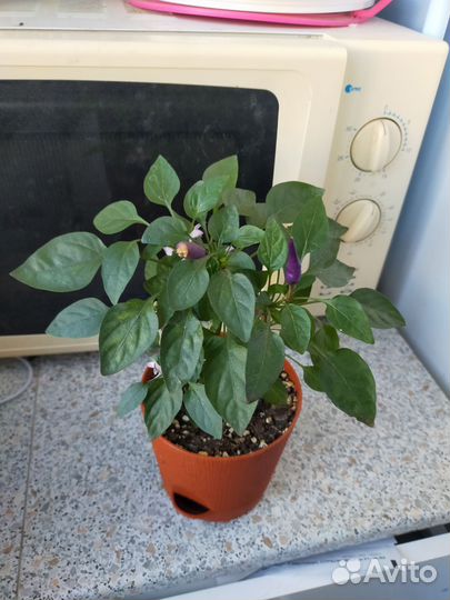 Кротон,пеперомия,эсхинатус,дек.перец