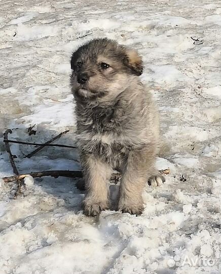 Щенки бесплатно