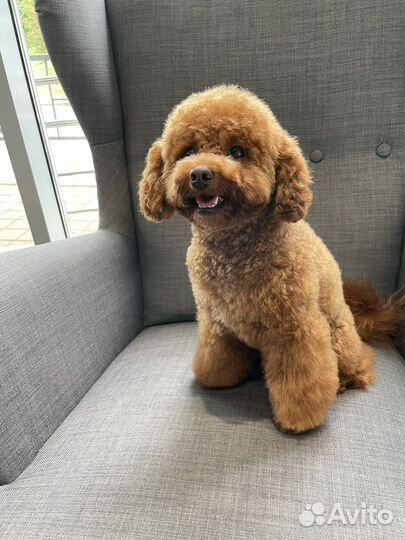 Мальтипу мини f2 для вязки Цена договорная