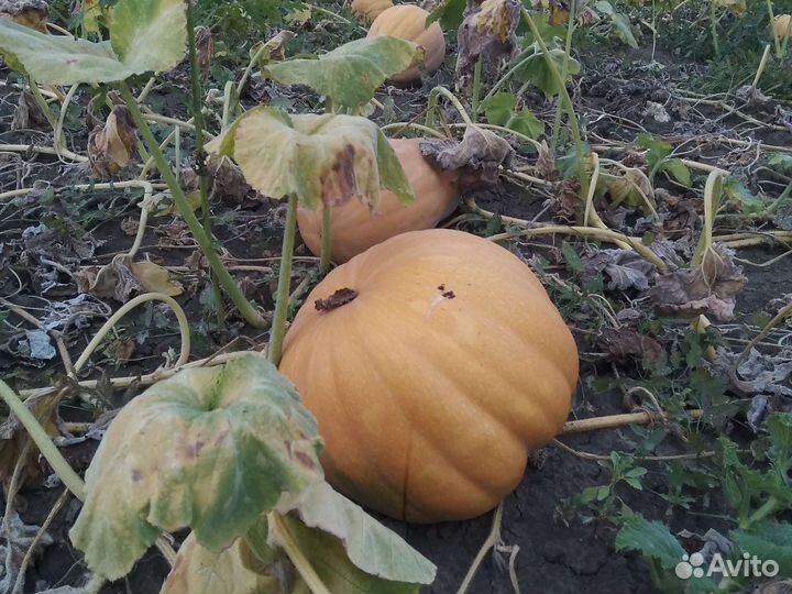 Корма для животных