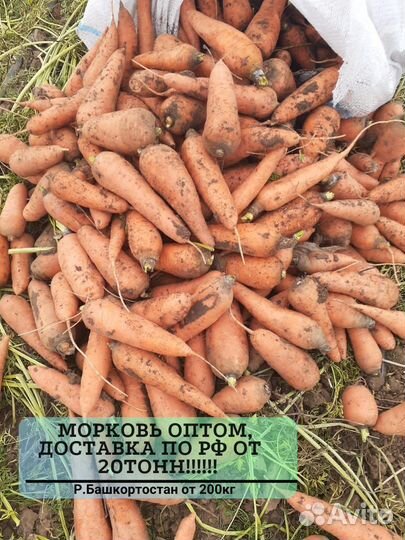 Морковь оптом с доставкой от 20тонн