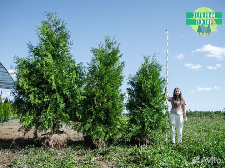 Туя брабант 200 см свежая копка 2023