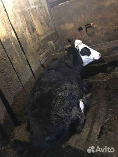 Корова и телята на поемя