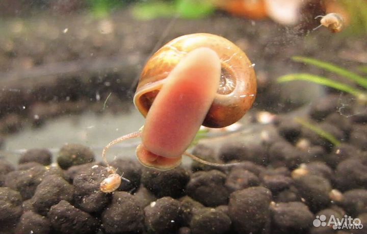 Улитки катушки