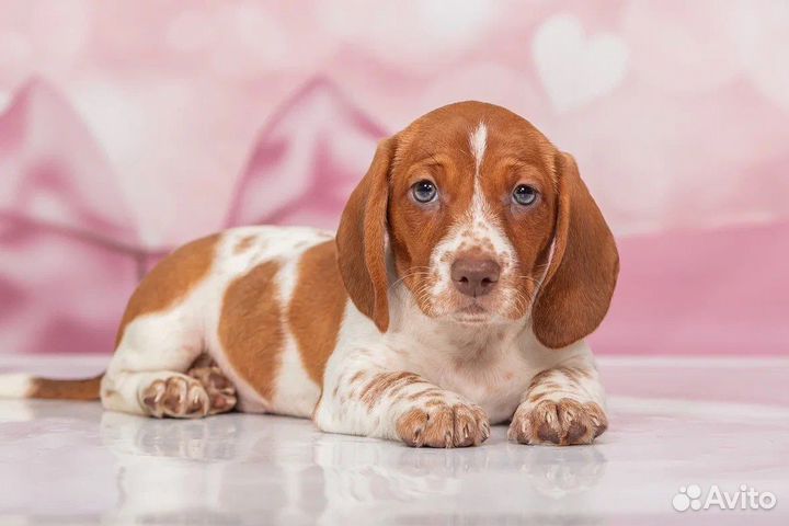 Такса стандартная окрас Пайболд