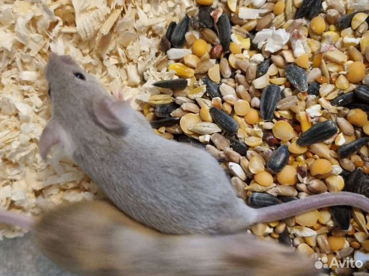 Мышь сатиновая