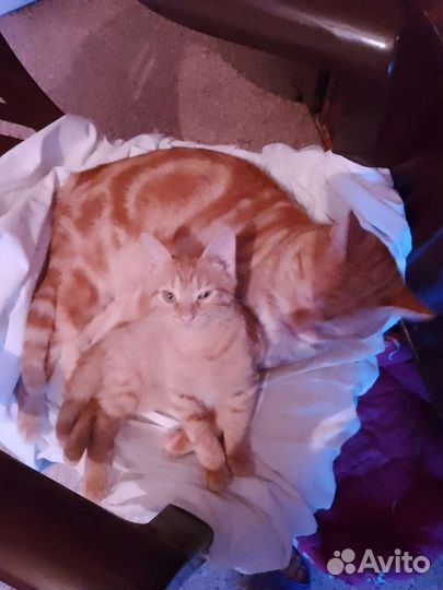 Рыжий котенок мальчик