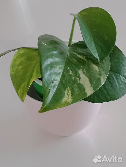 Комнатное растение Сциндапсус