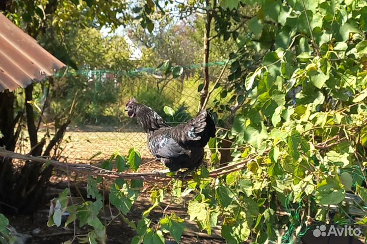 Петух Амераукана и Ухейилюй