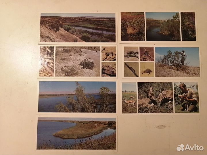 Набор открыток Заповедник Тигровая балка