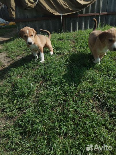 Щенки гончей