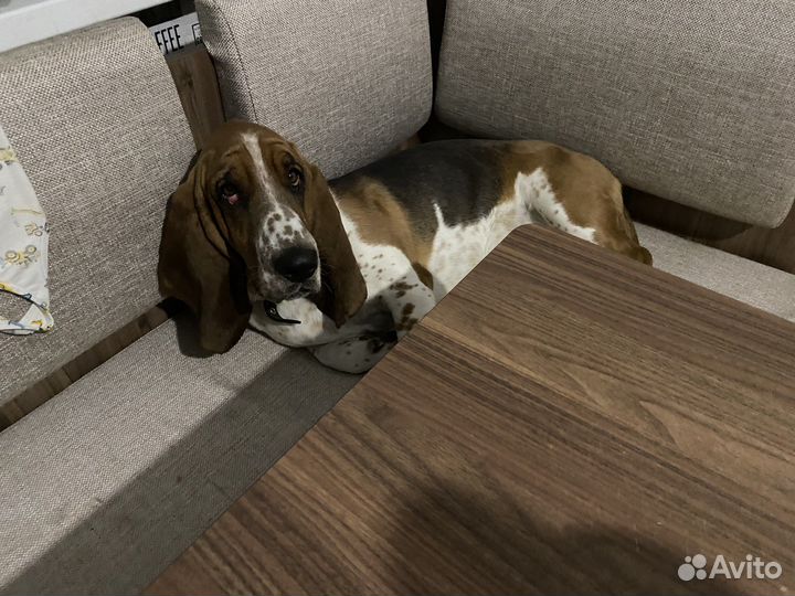 Бассет- хаунд вязка мальчик
