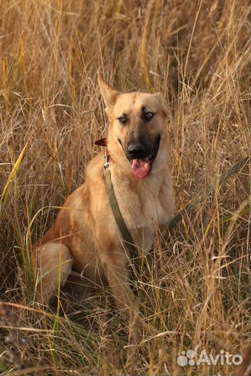 Собака в дар, добрый пес Арчи в добрые руки
