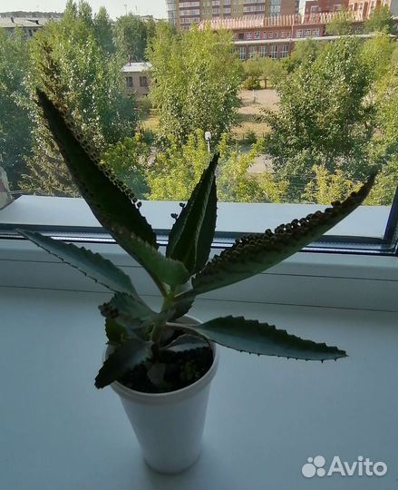 Каланхоэ лечебный Дегремона