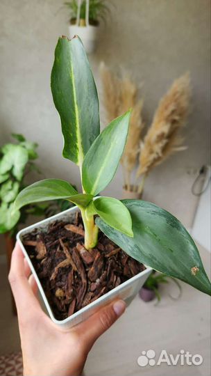 Аглаонема Серый призрак (Siri Kanchana)