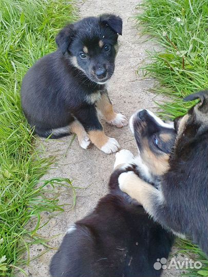 Щенки ищут дом