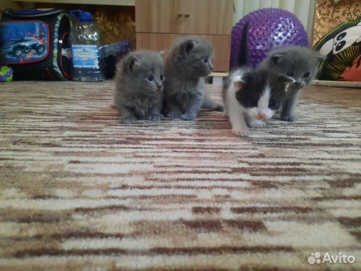 Кошка в дар бесплатно
