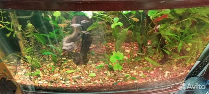 Аквариум